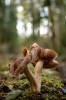 champignon la tête sur la mousse Inocybe aeruginascens