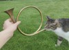chasse le cor de chat.jpg, janv. 2024