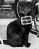 chat caché derrière une pédale critique du vélo dans la ville nos témoins ont préféré rester anonymes