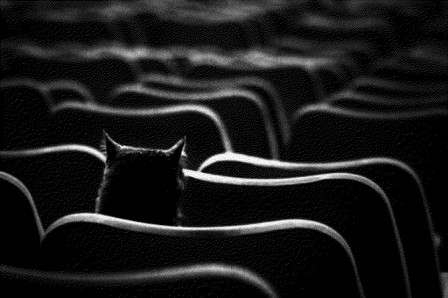 un chat assis sur un fauteuil, face à l'écran, dans une salle de cinéma déserte