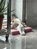 chat dépression méditation parfois je me demande ce que j'ai fait de ma vie