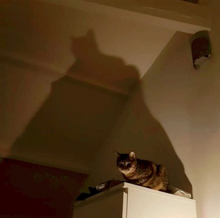 chat l'ombre sur l'armoire bonne nuit