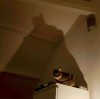 chat l'ombre sur l'armoire bonne nuit