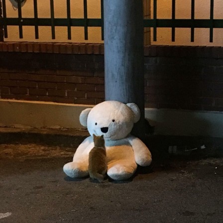 deux animaux SDF au cours d'une maraude de nuit : un chat et un ours blanc en peluche