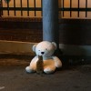 deux animaux SDF au cours d'une maraude de nuit : un chat et un ours blanc en peluche