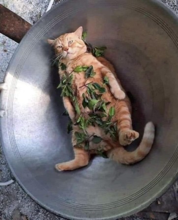chat secte woke wokisme qui sont les gourous des adorateurs du wok