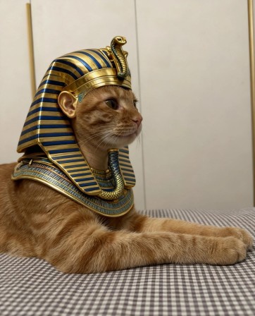 chat sphinx Egypte