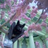 chauve souris dans un arbre en fleur bientôt ce serait le printemps
