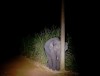 éléphant qui se cache derrière un poteau éteignez ces lumières pollution lumineuse