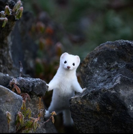 une blanche hermine en forêt