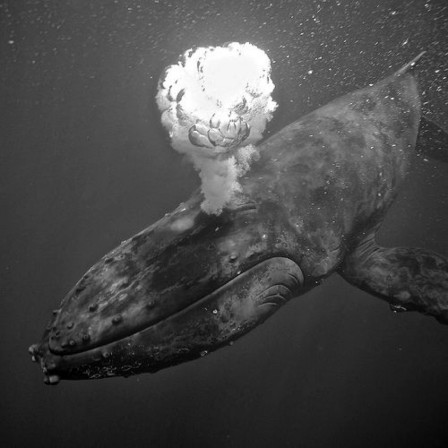 jubarte whale la colère de la baleine à bosse