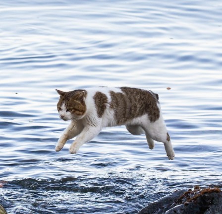 le chat de Jésus marchant sur l'eau
