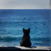 le chat et les poissons volants bonne année méditation des lendemains pleins de promesses