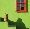 le chat et son ombre le chat aime poser pour le photographe