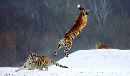 le tigre et l'oiseau rien ne sert de voler