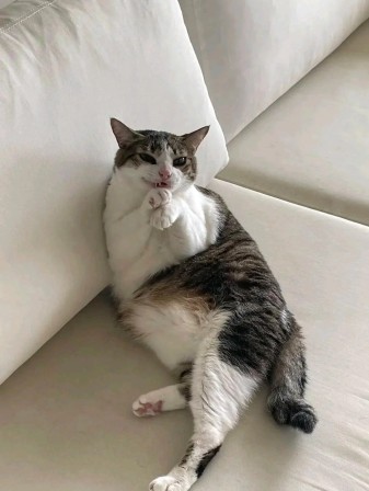 les chats sont-ils des créatures maléfiques