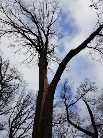 les hurlements des arbres le soir au fond des bois.jpg, févr. 2024