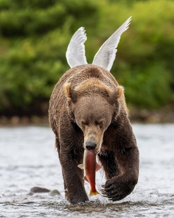 un oiseau derrière un ours en train de pêcher dans une rivière fait qu'il semble ailé