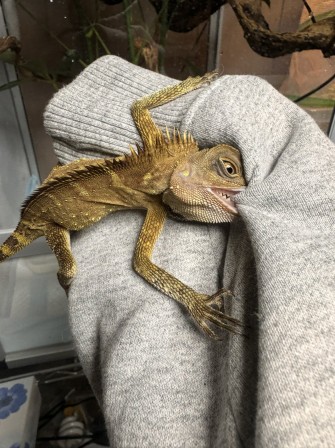 lézard cornu des montagnes iguane reptile laine la haine