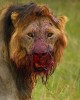 lion la gueule pleine de sang viande culpabilité je suis désolé