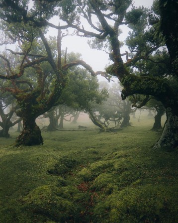 michael kagerer among the old trees Faroe Islands les arbres torturés
