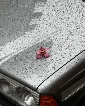 mignonne allons voir si ta mercedes A point perdu ceste vesprée Les plis de sa robe pourprée Et son teint au vostre pareil Pierre de Ronsard Le genre Cymbidium regroupe des orchidées originaires de l'Himalaya Chine Japon