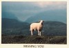 mouton amour saint-valentin tu me manques