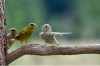 oiseau faut-il dénoncer
