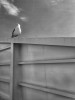 oiseau regardant les nuages il va faire beau