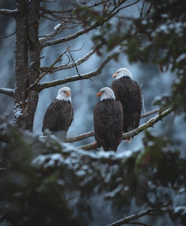 oiseaux charognards réunion du conseil d'administration