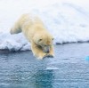 ours blanc à l'eau plongeon