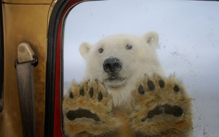 un ours blanc debout, les pattes avant appuyées sur la vitre du véhicule du photographe