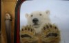 un ours blanc debout, les pattes avant appuyées sur la vitre du véhicule du photographe