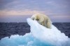 ours blanc sur un petit morceau d'iceberg réchauffement climatique écologie le silence des glaçons