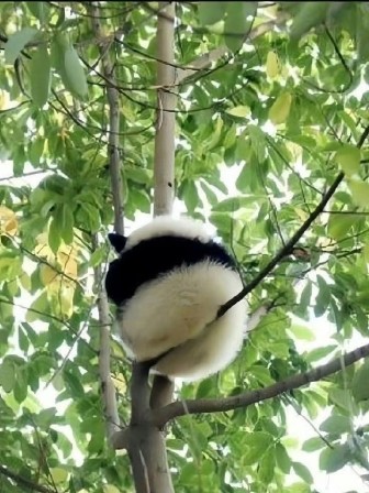 panda géant faisant la sieste dans un arbre les fesses à cheval sur une branche quand je me réveillais de la sieste j'avais mal aux fesses