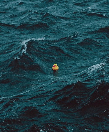 petit canard perdu en pleine mer forte