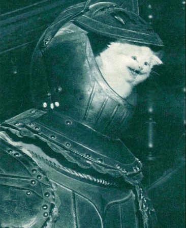 petit chat dans une armure