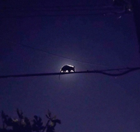 possum eclipse opossum éclipse de lune