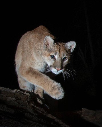 puma, lionne de montagne, cougar, couguar  d'Amérique