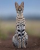 serval chat Les parfums ne font pas frissonner sa narine Arthur Rimbaud le dormeur du serval