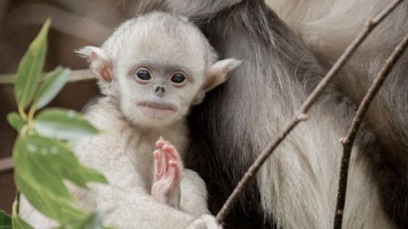 singe Rhinopithèque brun Rhinopithecus bieti Sabah Malaysia.jpg, févr. 2024