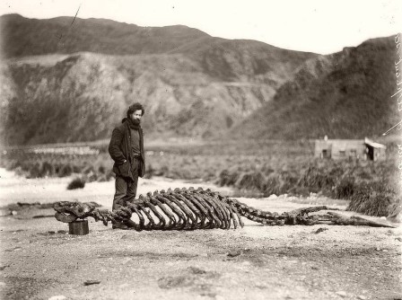 skeleton of sea-elephant and harold hamilton circa 1912 le cimetière des éléphants de mer aurions-nous dû écrire éléfants