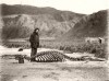 skeleton of sea-elephant and harold hamilton circa 1912 le cimetière des éléphants de mer aurions-nous dû écrire éléfants