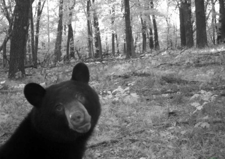 un ours dépité en forêt l'ours qui a vu l'homme