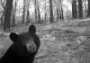 un ours dépité en forêt l'ours qui a vu l'homme