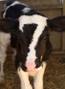 vache veau génisse oeil de velours regard de braise The Prisoner Numéro 7 je ne suis pas un numéro je suis un être vivant libre